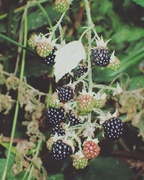 5th Sep 2017 - Blackberries