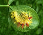 4th Sep 2017 - Sycamore moth caterpillar Actronicta aceris