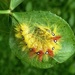 Sycamore moth caterpillar Actronicta aceris by julienne1