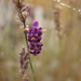 Still Life in the Lavender Yet!! by 30pics4jackiesdiamond