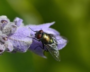 5th Sep 2017 - At Least The Fly Took A Break_DSC6064