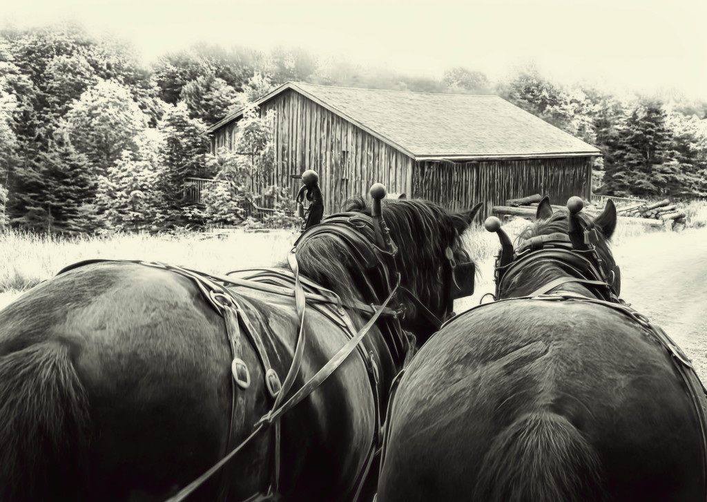 Nova Scotia Farm Horses  by joysfocus