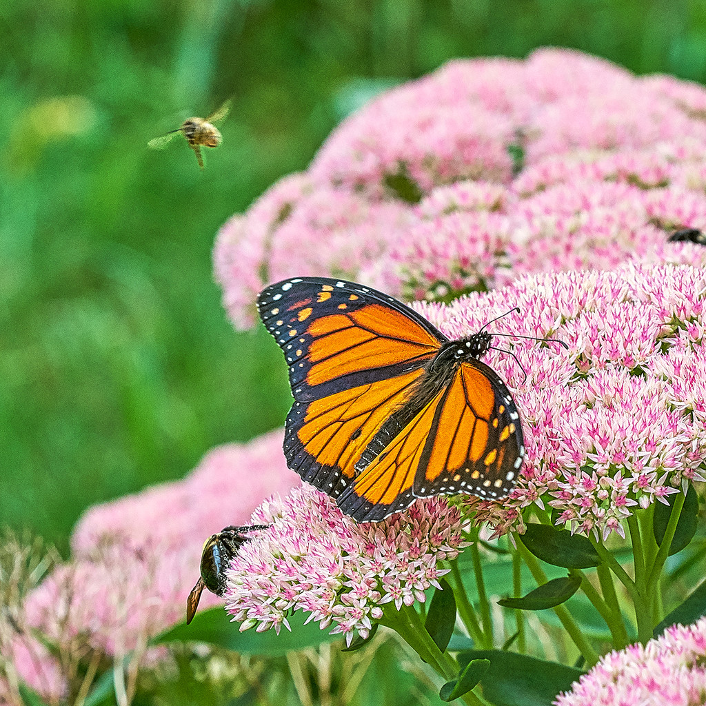 Monarch Butterfly by gardencat