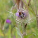  Bee on Thistle  by susiemc