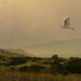 White Egret Flying in the Smoky Evening Light by jgpittenger