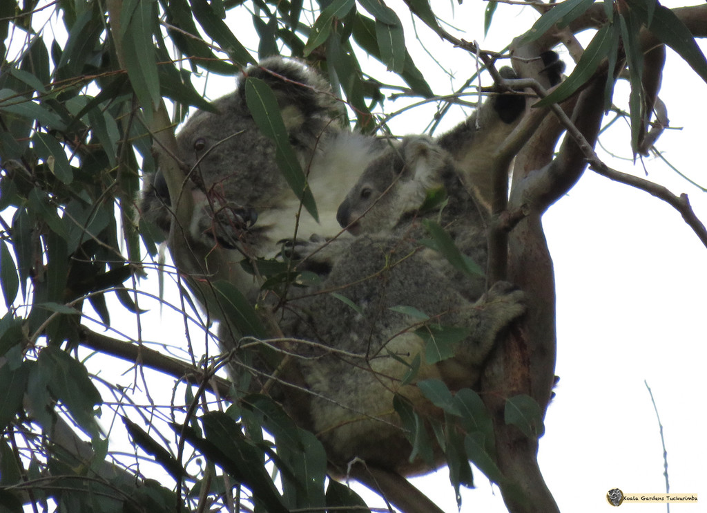 growing fast by koalagardens