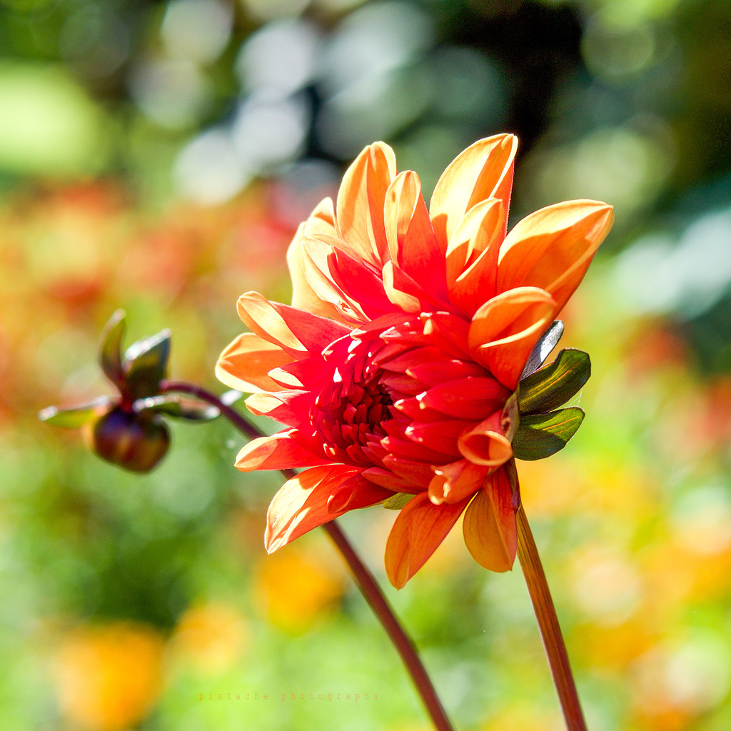 a dahlia for ruth by pistache
