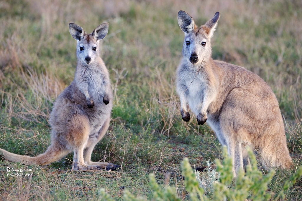 Kangaroo by dkbarnett