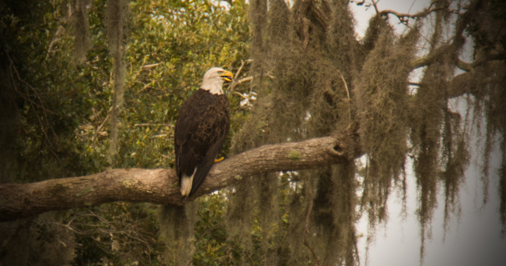 The Bald Eagle is Back! by rickster549