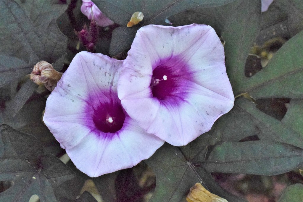 Purple Petunias by sandlily