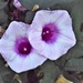 Purple Petunias by sandlily