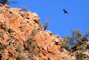 28th Aug 2017 - Wedge Tailed Eagle