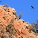 Wedge Tailed Eagle by dkbarnett