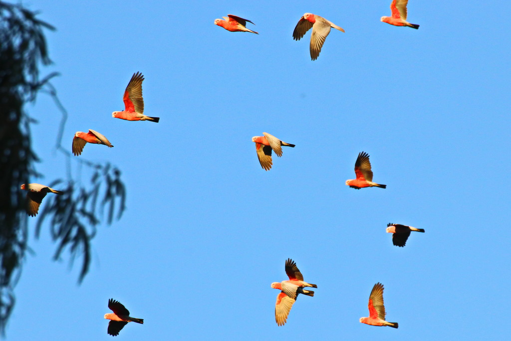 The Galahs are Back by terryliv