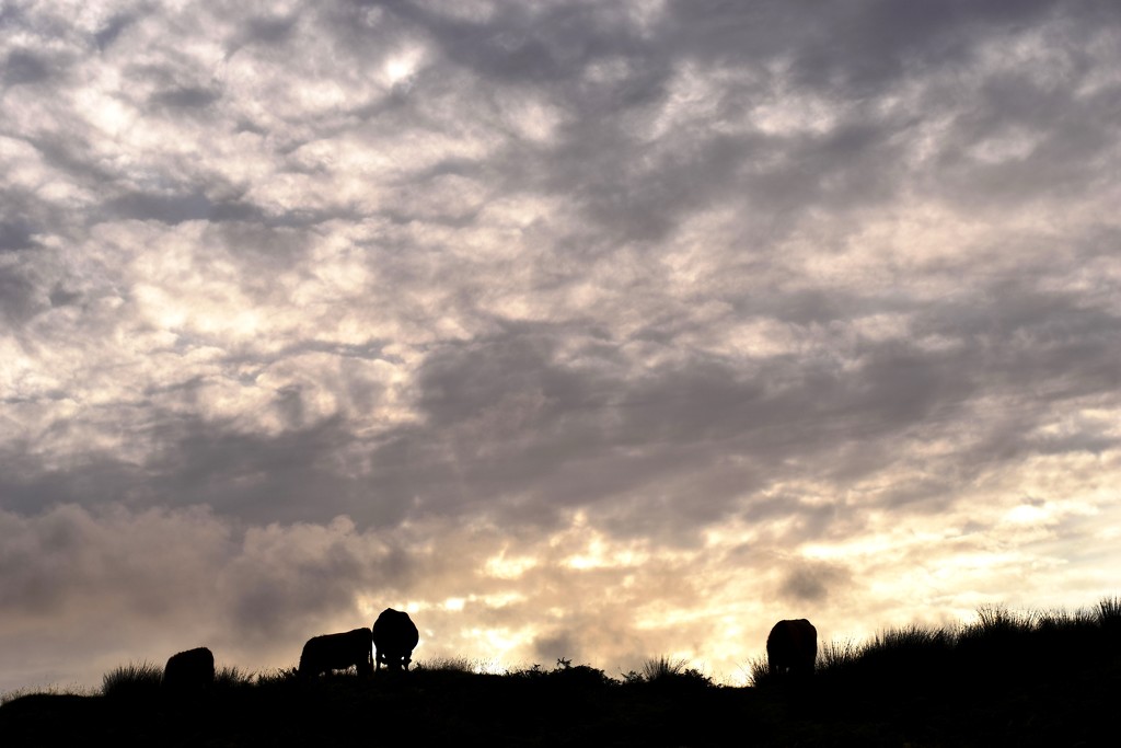 cows and clouds by christophercox