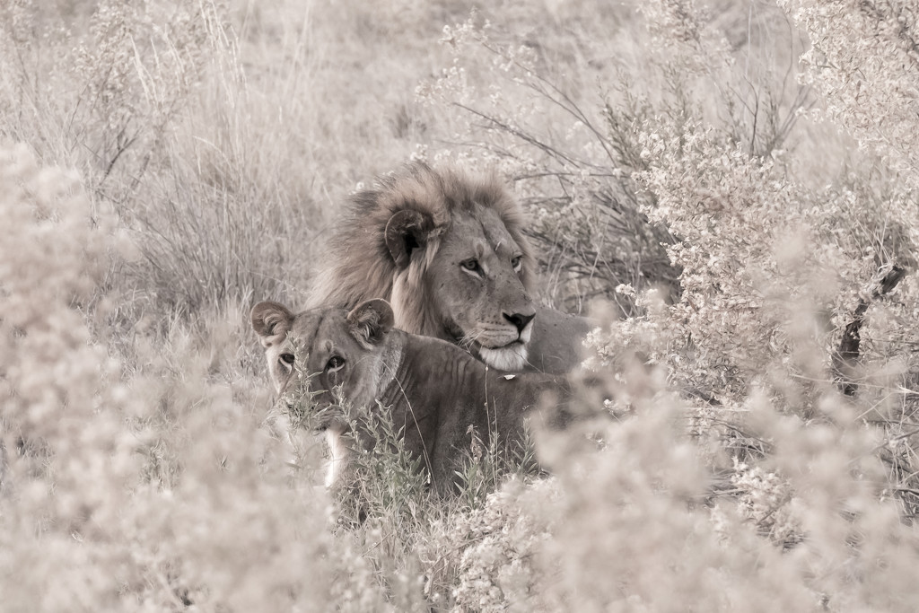 Lion by peadar