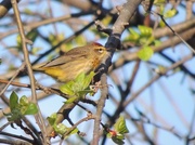 1st May 2017 - Palm Warbler