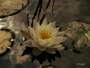 6th Sep 2017 - Waterlily 