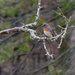 Eastern Bluebird by sunnygreenwood