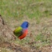 Painted Bunting by sunnygreenwood