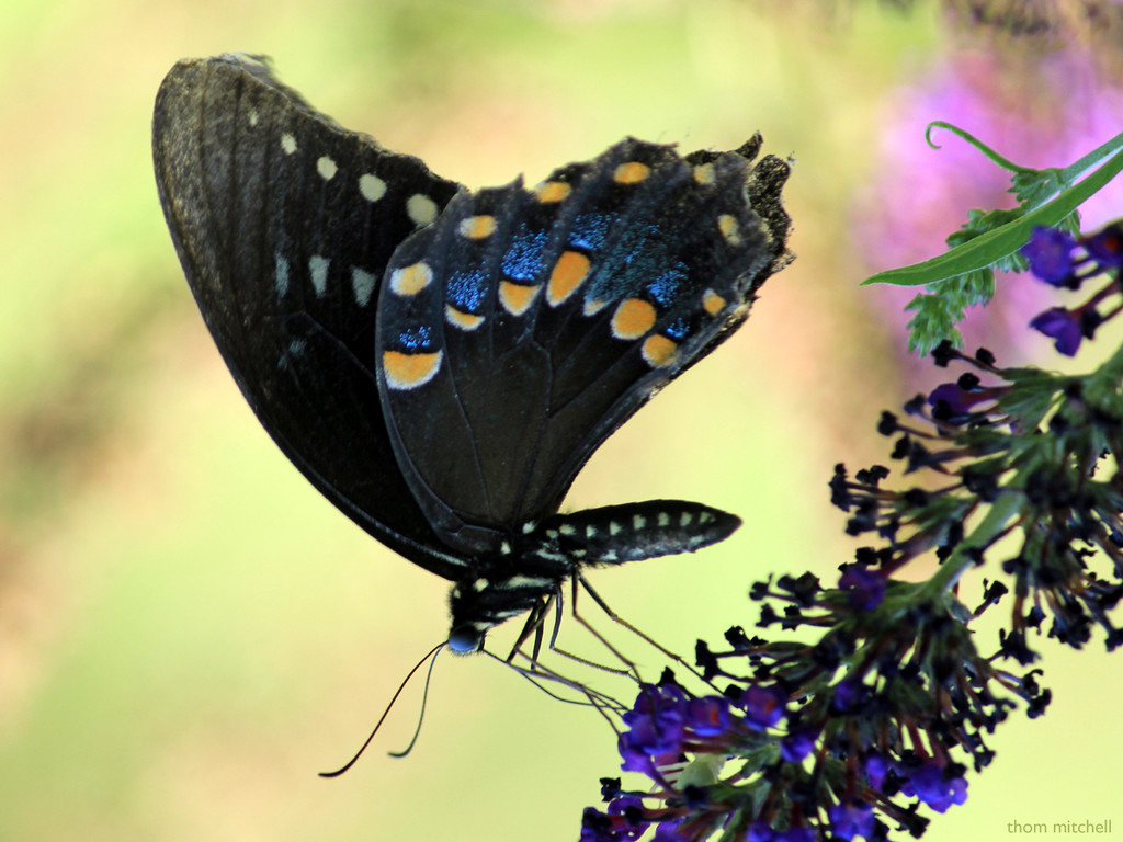 Spicebush Swallowtail [Filler #51] by rhoing