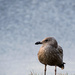 Young Seagull by atchoo