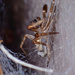 The spider by dkbarnett