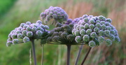 6th Sep 2017 - Wild Angelica