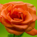 Big Orange Rose by elisasaeter