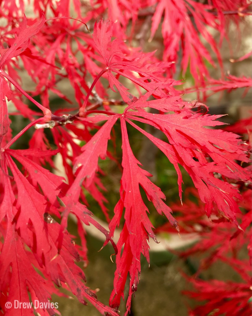 Red acer by 365projectdrewpdavies