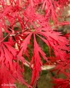 6th Sep 2017 - Red acer