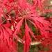 Red acer by 365projectdrewpdavies