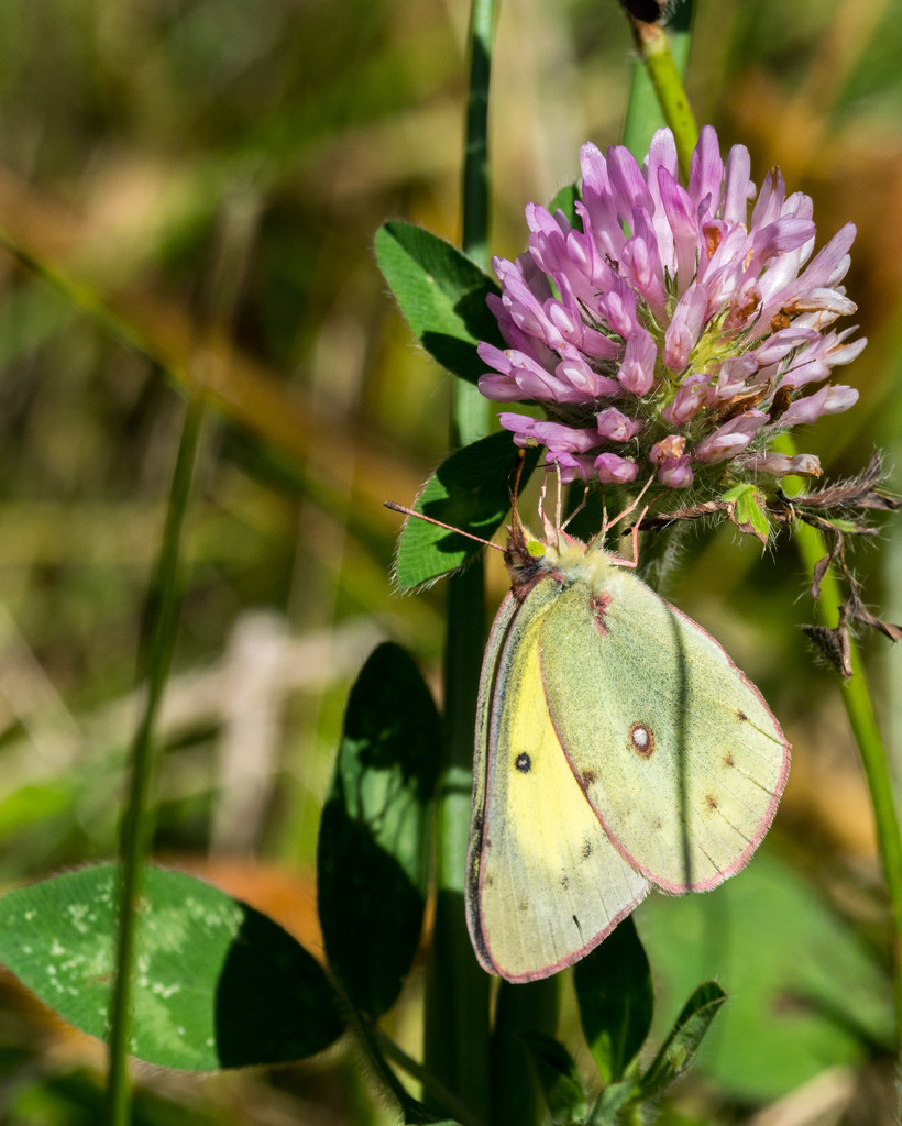 Sulphur Butterfly and Clover by rminer