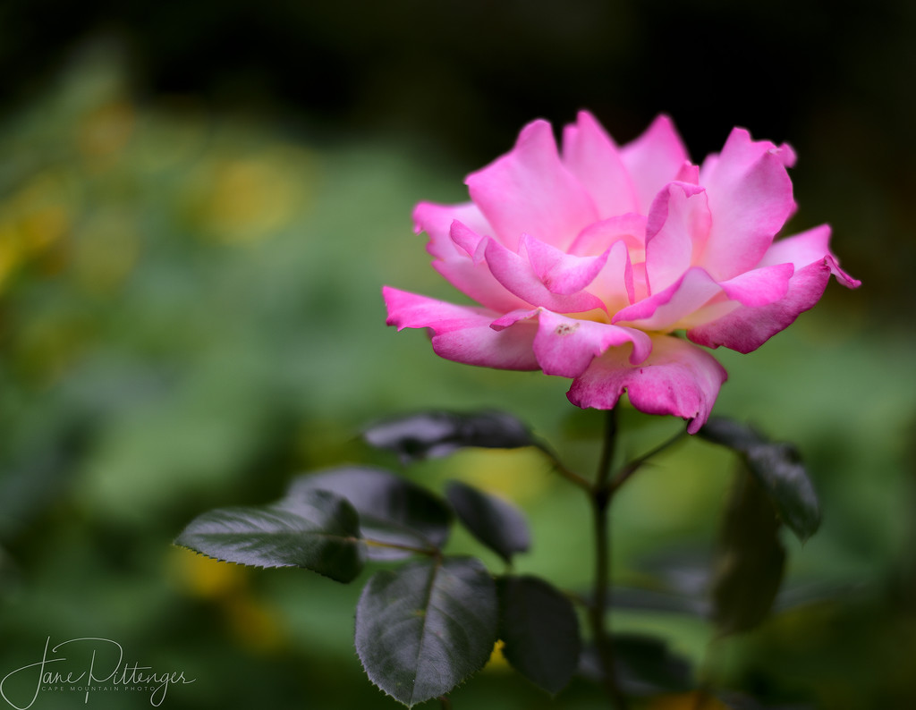 Rose for Ruth  by jgpittenger
