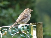 2nd Sep 2017 -  House Sparrow 