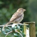  House Sparrow  by susiemc