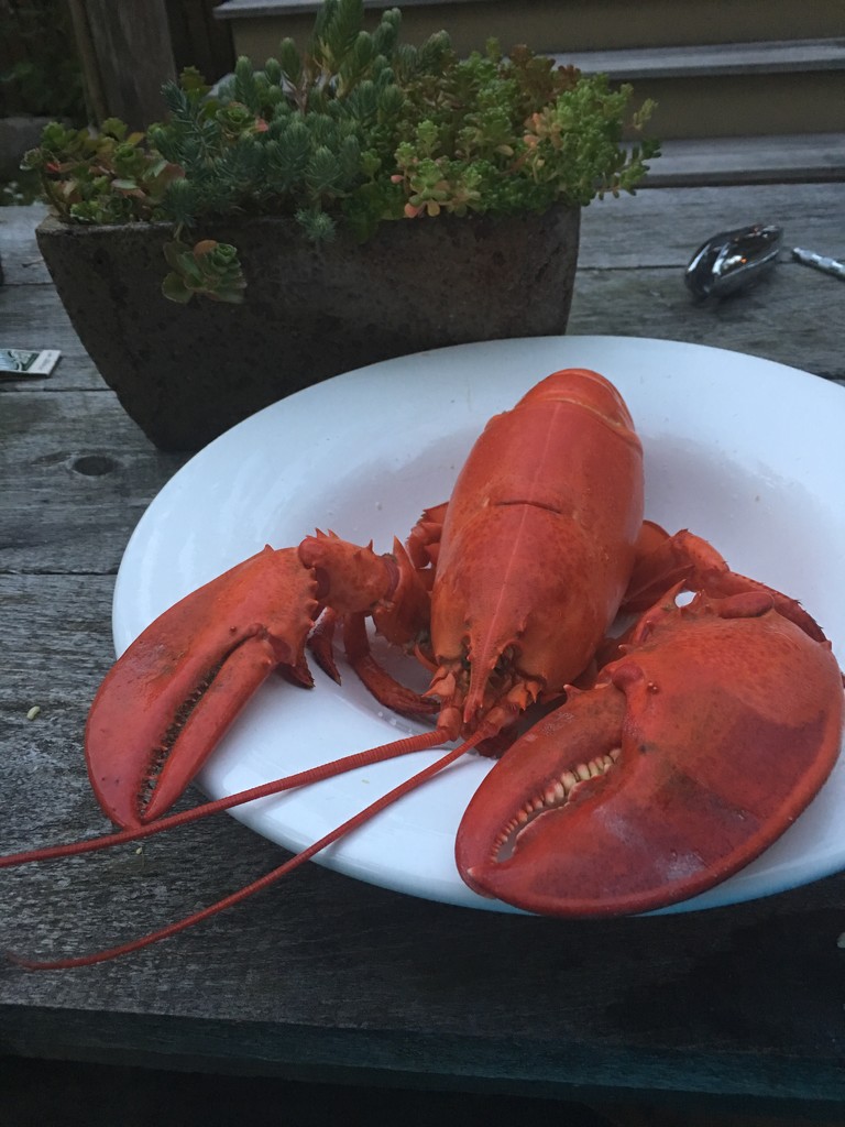 Nothing beats fresh Maine Lobster by clay88