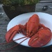 Nothing beats fresh Maine Lobster by clay88