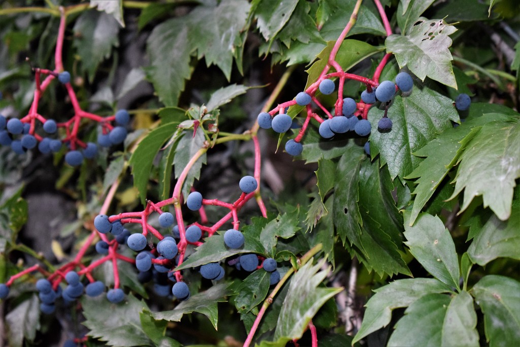 Virginia Creeper with berries by sandlily