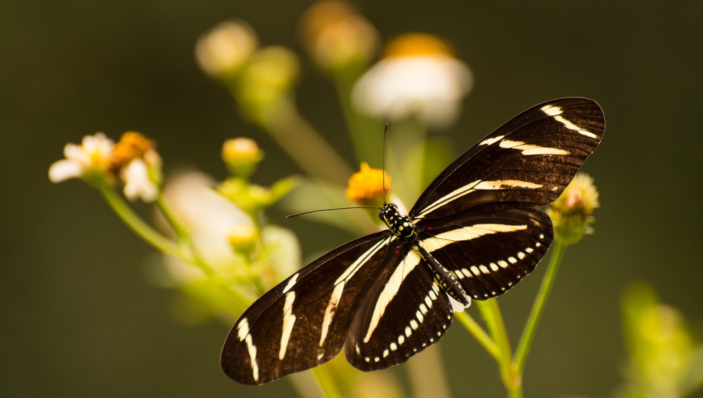 Zebra-Heliconian Butterfly! by rickster549