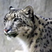 Snow Leopard  by randy23