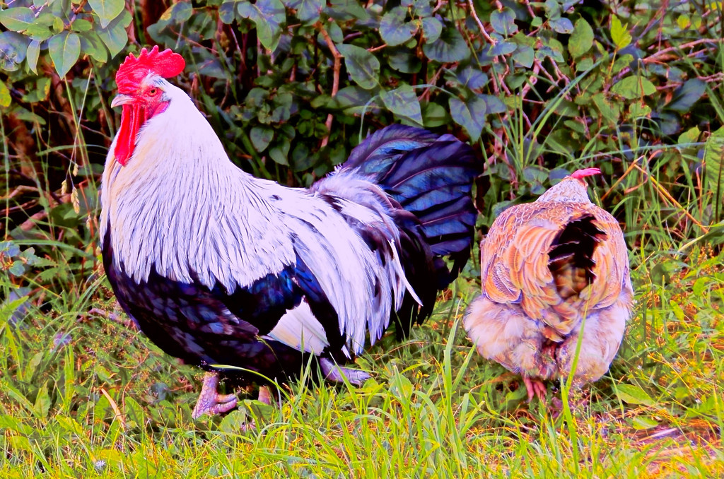 Rooster & Hen by joysfocus