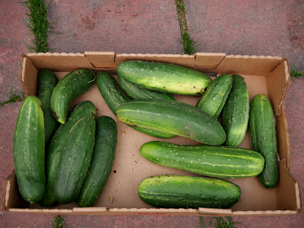 Cucumbers from the garden! by gq