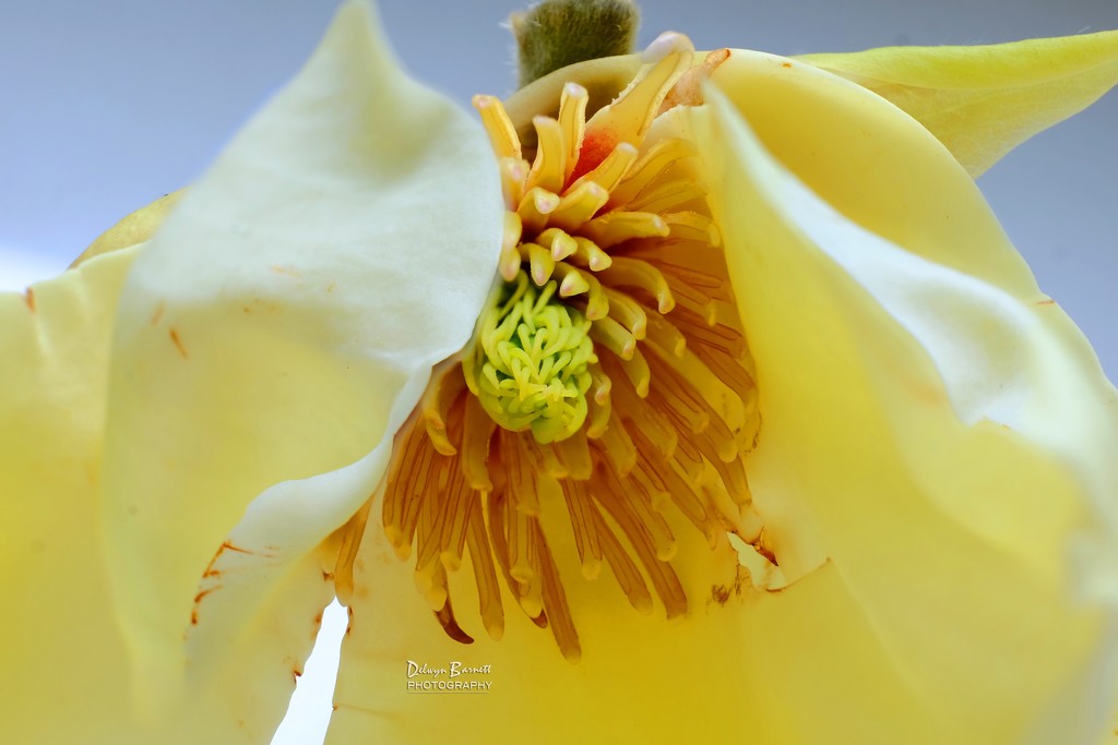 Yellow Magnolia by dkbarnett