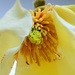 Yellow Magnolia by dkbarnett