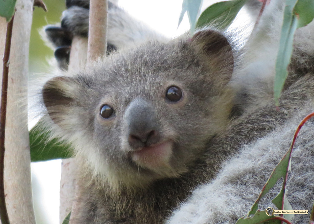 heart stealer by koalagardens