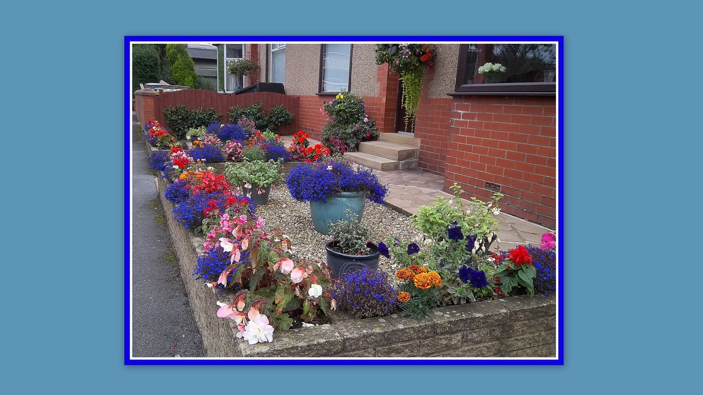 A colourful front garden. by grace55