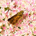 Golden Moth by gardencat