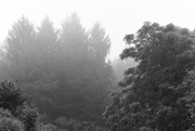 7th Sep 2017 - NF-SOOC-2017 Foggy Trees