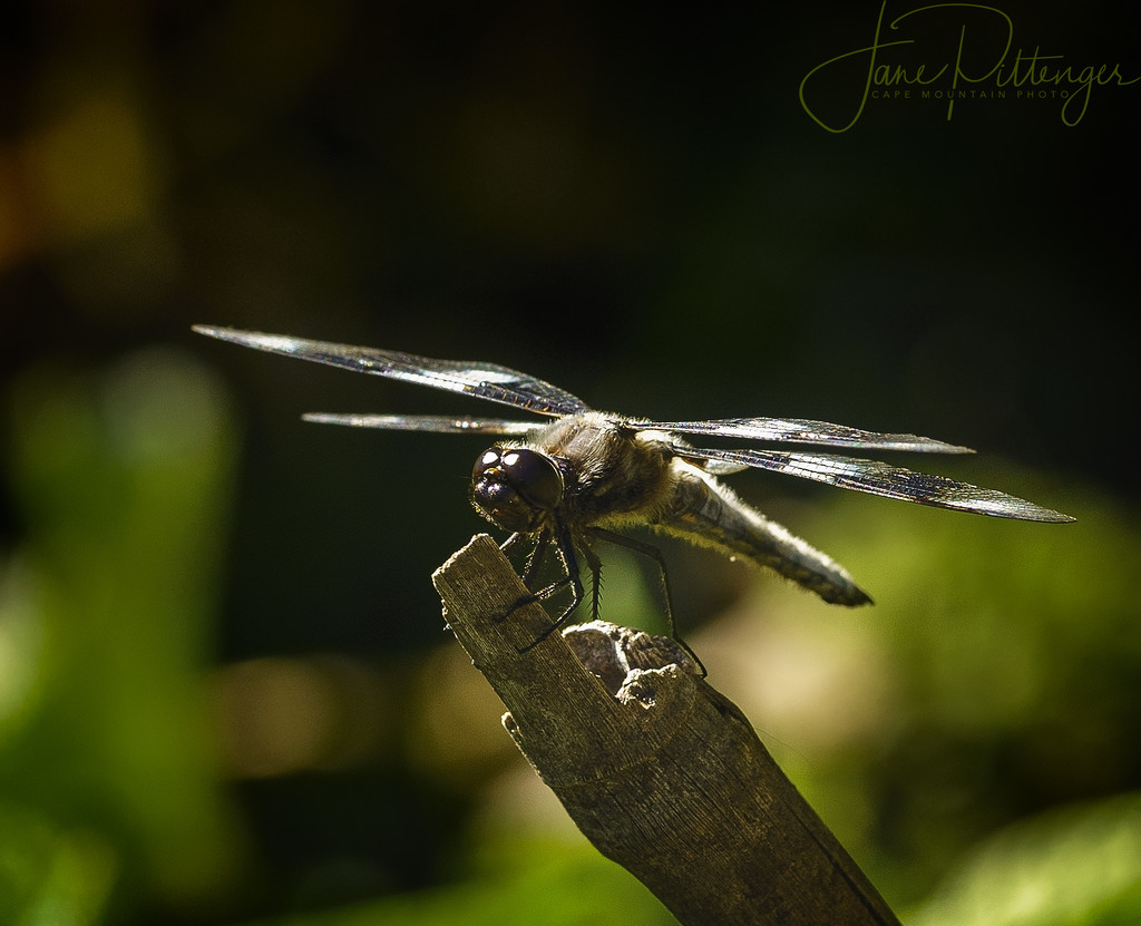 Dragonfly Taking A Stand by jgpittenger